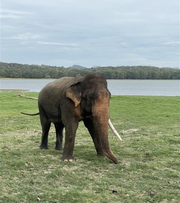 Elephant
